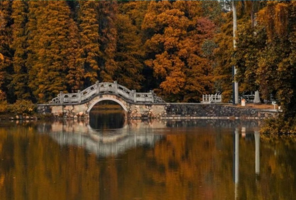 广州华南植物园落羽杉，曾被列为「羊城八景」中的「龙洞琪林」。(图片来源：小红书@小可的旅游日记)