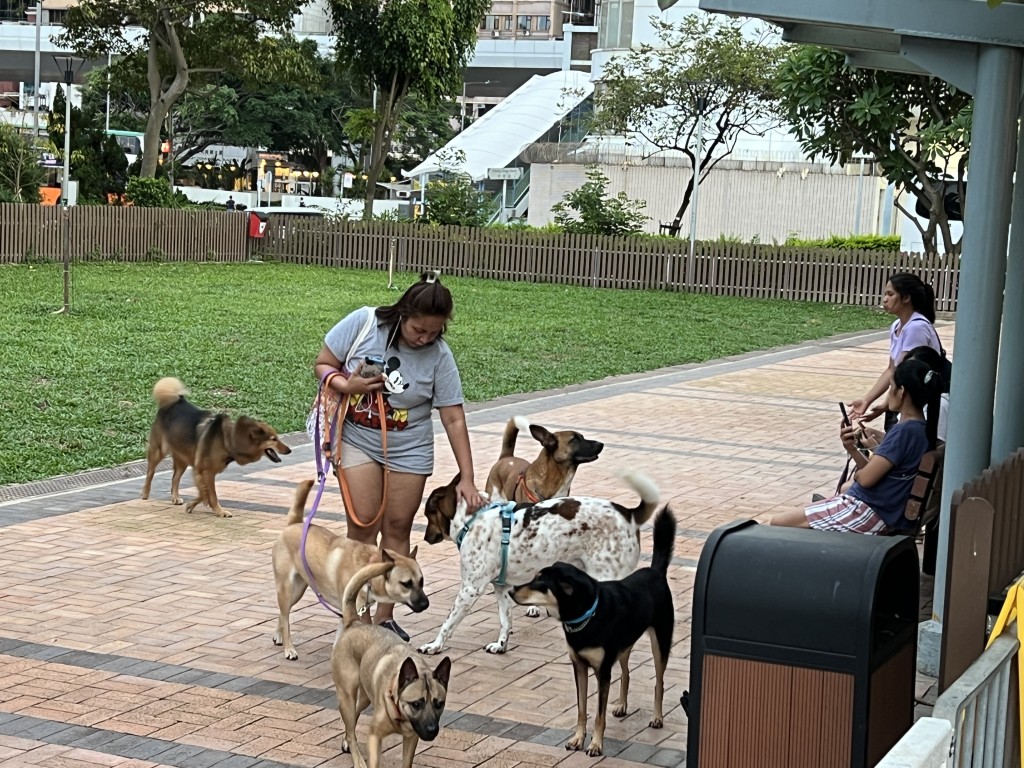 平日日間主要見外傭帶狗狗到寵物公園走動。(許文光攝）