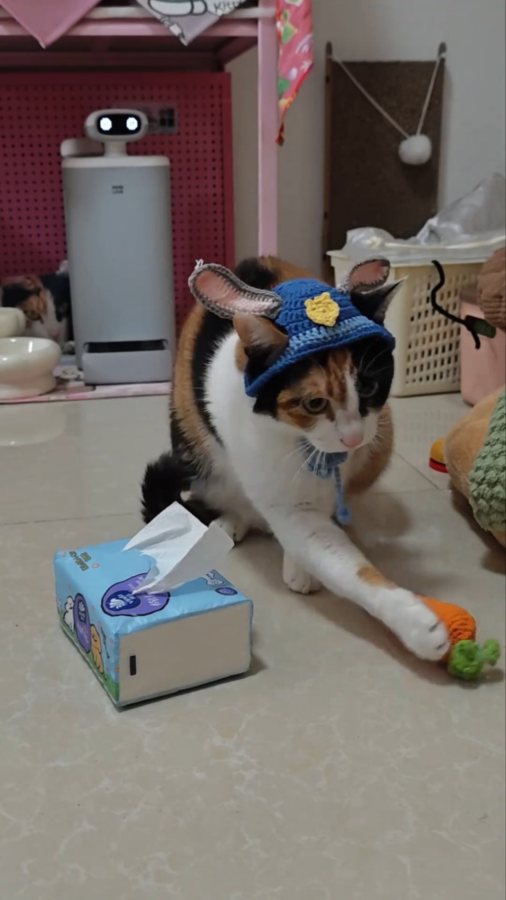 三色貓因「蘿蔔紙巾」遊戲片而爆紅。抖音@超級無敵大開門