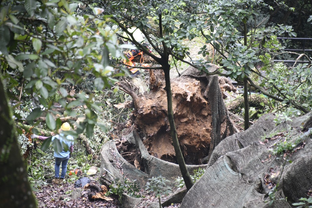 消防及缆车公司维修人员继续清理塌树。