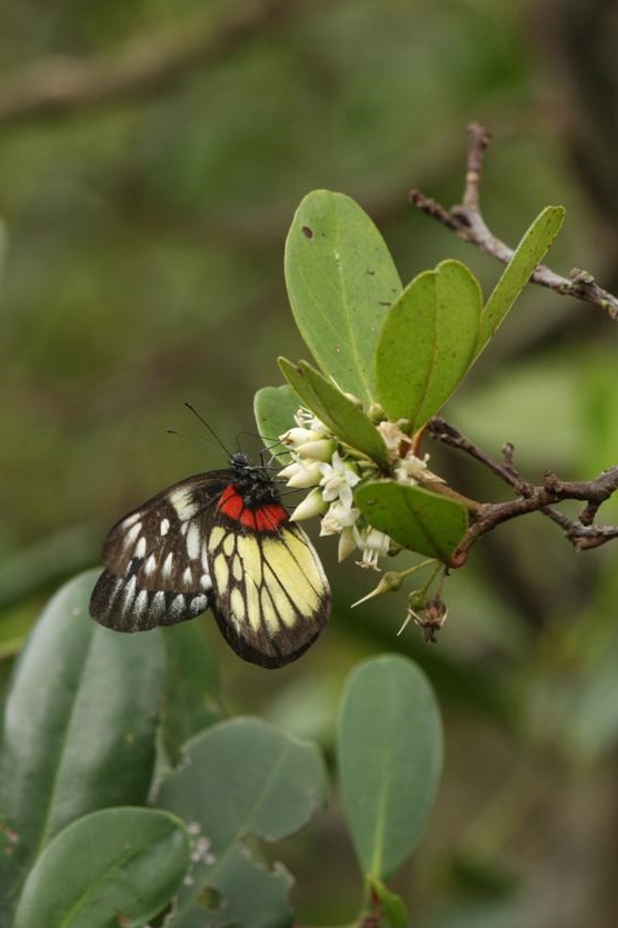 报喜斑粉蝶于春天来临前后活跃，似向人们报告春回大地的喜讯。绿色力量提供