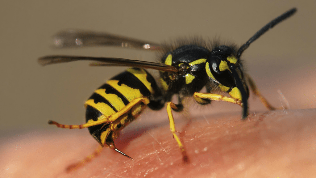 漁護署表示，過去三年共有13宗署方人員被野蜂所螫的報告。