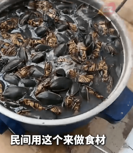 龍蝨（又稱水曱甴）屬廣東著名特色傳統昆蟲美食，被譽為「水中人蔘」。廣州廣播電視台