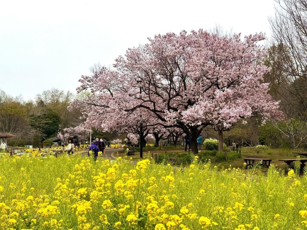 不少人到芦花公园赏樱。 Instagram