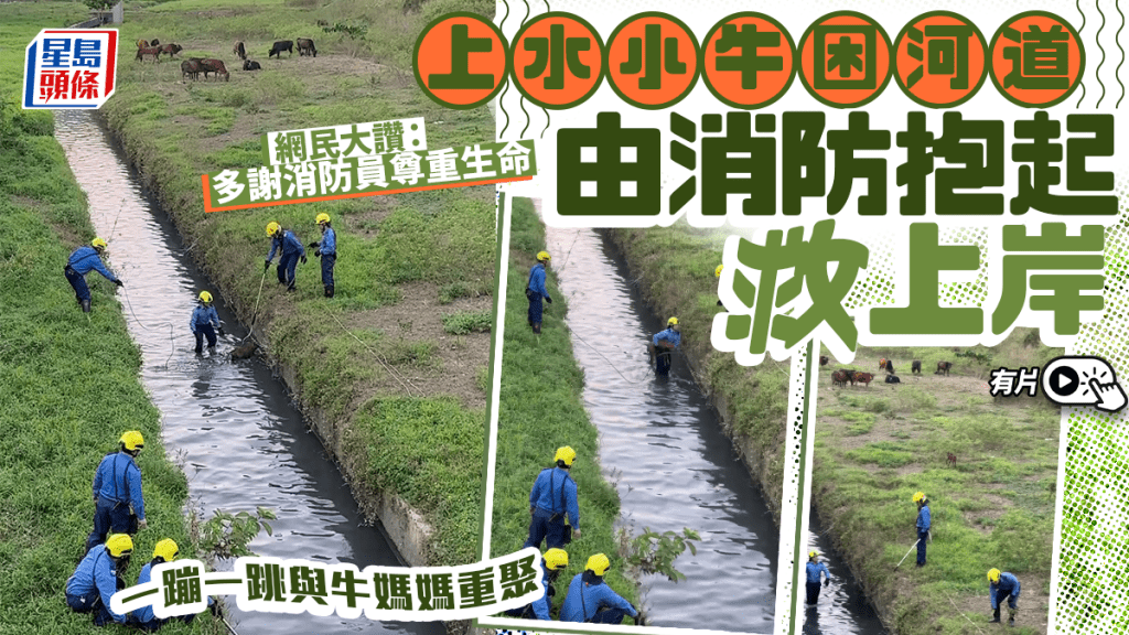 有片｜上水小牛被困石上河 消防落水抱起 獲救後一蹦一跳與牛媽媽重聚