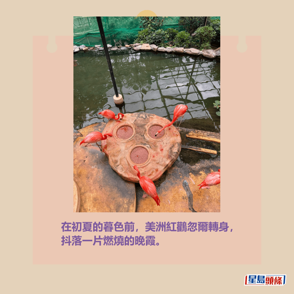 在初夏的暮色前,美洲紅鸛忽爾轉身, 抖落一片燃燒的晚霞。Threads截圖 在初夏的暮色前,美洲紅鸛忽爾轉身, 抖落一片燃燒的晚霞。Threads截圖