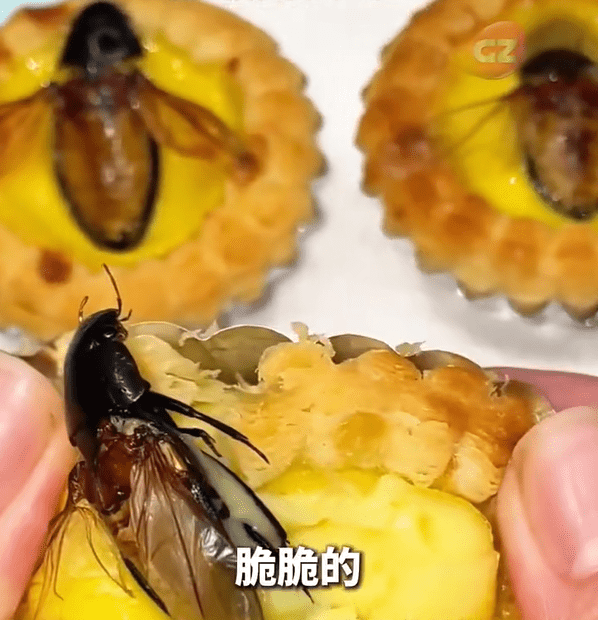 龍蝨（又稱水曱甴）屬廣東著名特色傳統昆蟲美食，被譽為「水中人蔘」。廣州廣播電視台