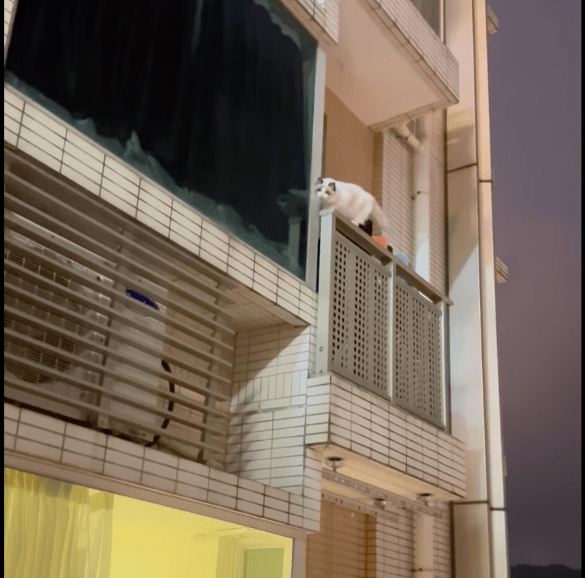 宠物猫在露台栏杆上徘徊。网上片段截图