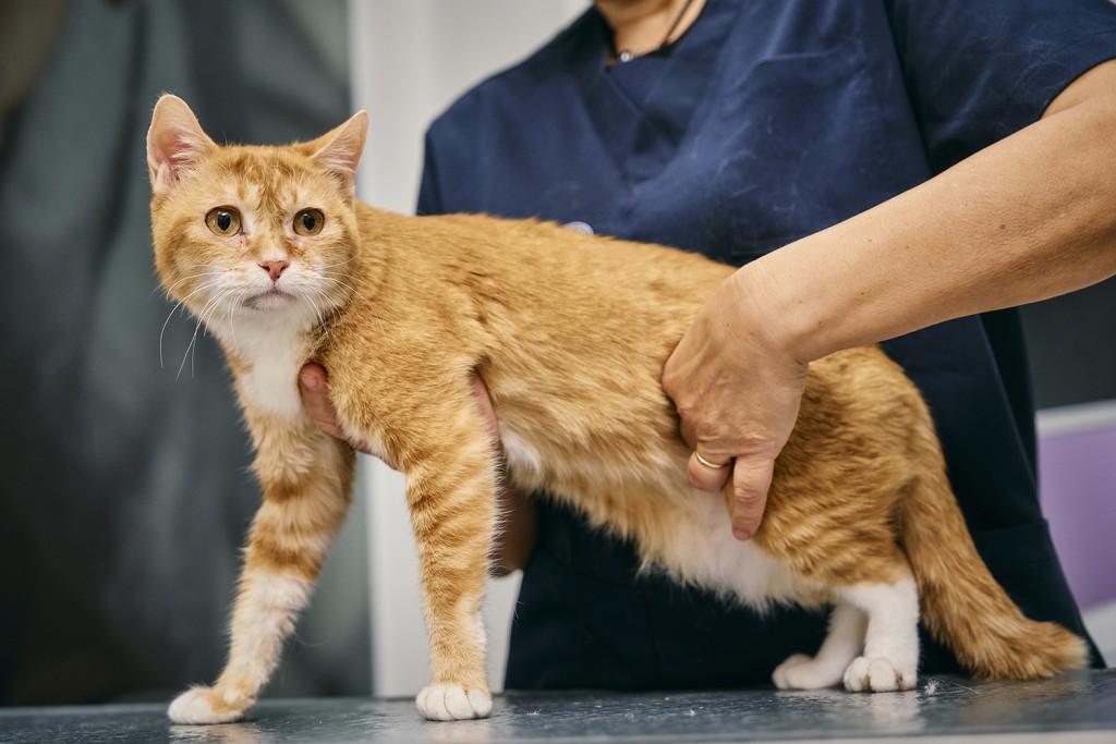 宠物猫与人类共居,不仅具有高度的基因多样性,在自然感染与环境暴露方面也与人类高度相似。城大提供 宠物猫与人类共居,不仅具有高度的基因多样性,在自然感染与环境暴露方面也与人类高度相似。城大提供