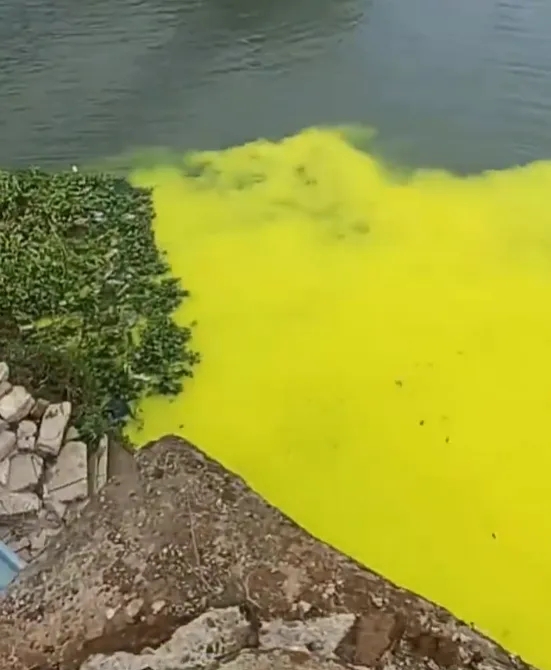 湘江部分水體呈現螢光黃色。