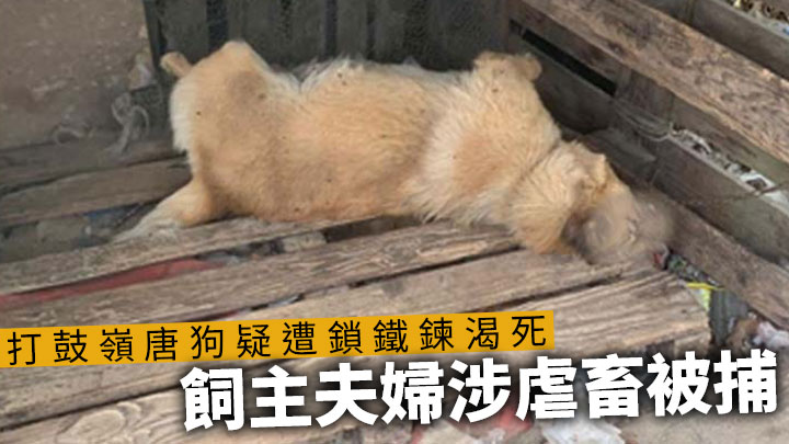 一隻約3至4歲雌性唐狗疑曾被人不恰當對待致死亡。