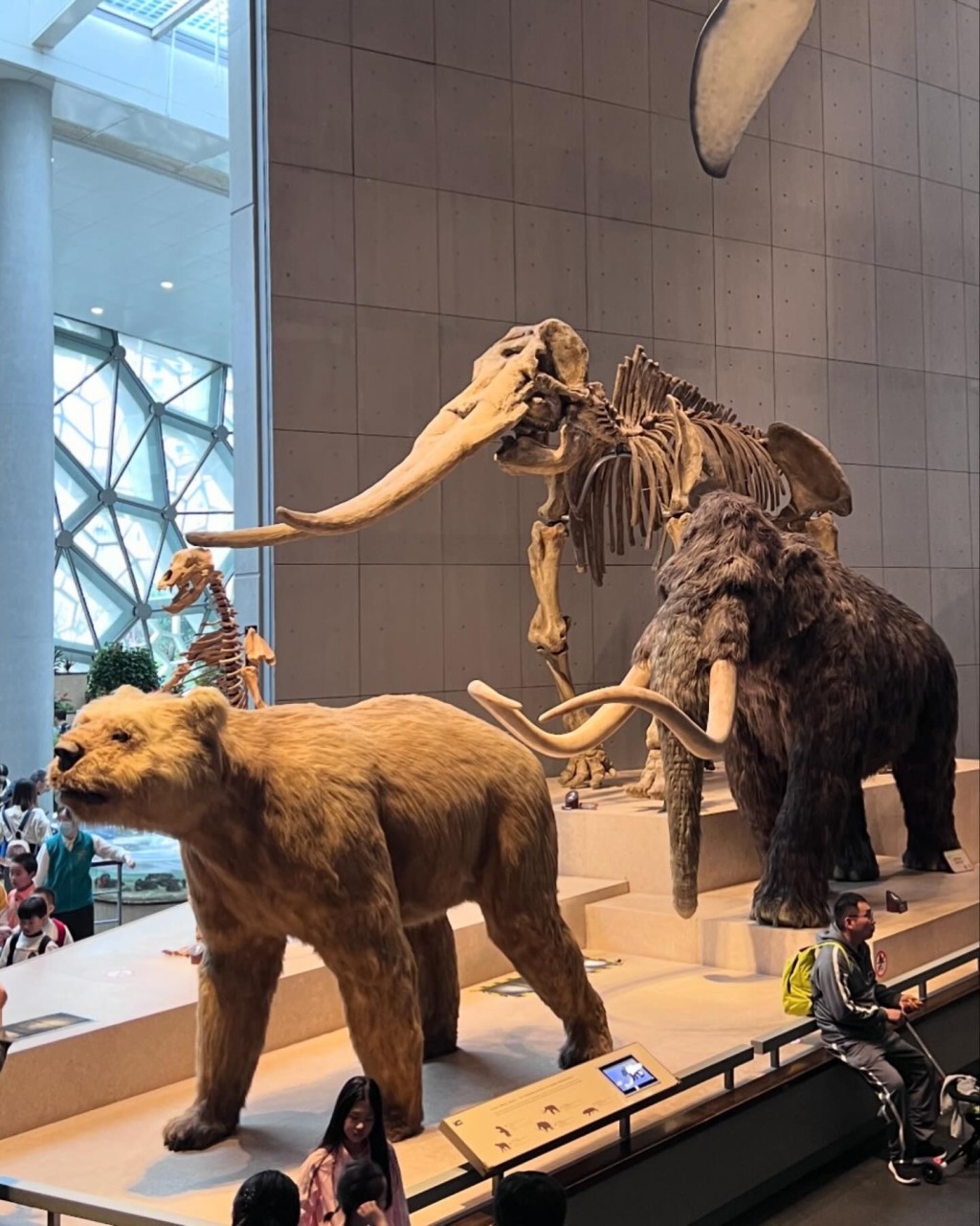 上海自然博物馆有很多恐龙模型和化石供观赏。