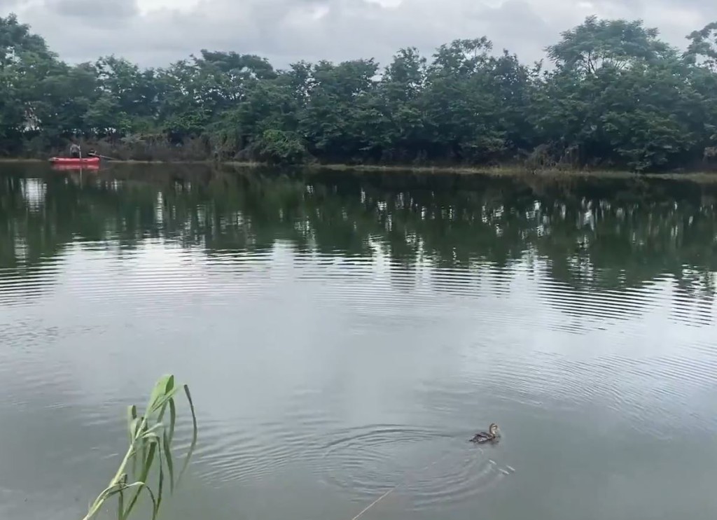 搜捕人員用活水禽誘捕鱷魚。影片截圖