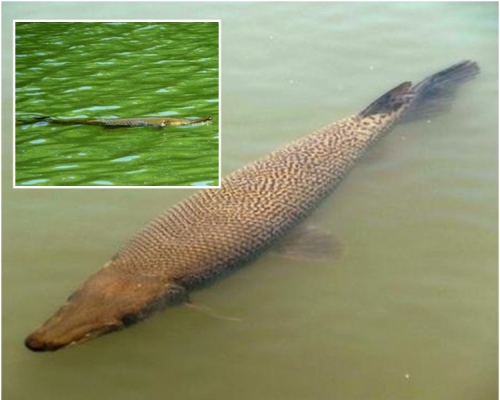 4月28日在名古屋城外護城河被目擊的鱷雀鱔。據悉，還曾不時將頭探出水面。網圖