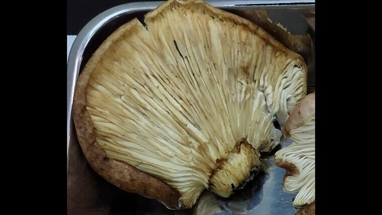 有毒的「月夜茸」外觀酷似秀珍菇和冬菇,容易被認錯。 和歌山市 有毒的「月夜茸」外觀酷似秀珍菇和冬菇,容易被認錯。 和歌山市
