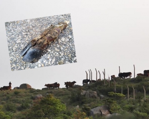 Facebook群組「大帽山觀景台」圖片