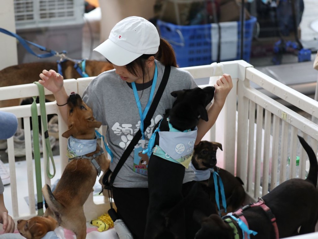 今屆市集繼續聯同多家動物救援機構舉辦領養日,一眾待領養的可愛寵物到場「賣萌」尋家,亦藉此公眾宣傳「領養不棄養」的理念。 今屆市集繼續聯同多家動物救援機構舉辦領養日,一眾待領養的可愛寵物到場「賣萌」尋家,亦藉此公眾宣傳「領養不棄養」的理念。
