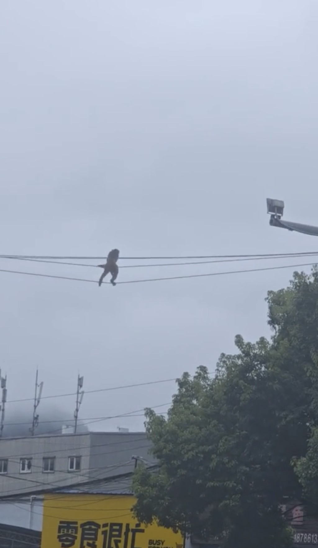 貴陽街頭驚現馬騮高空走電線。抖音@咕科科