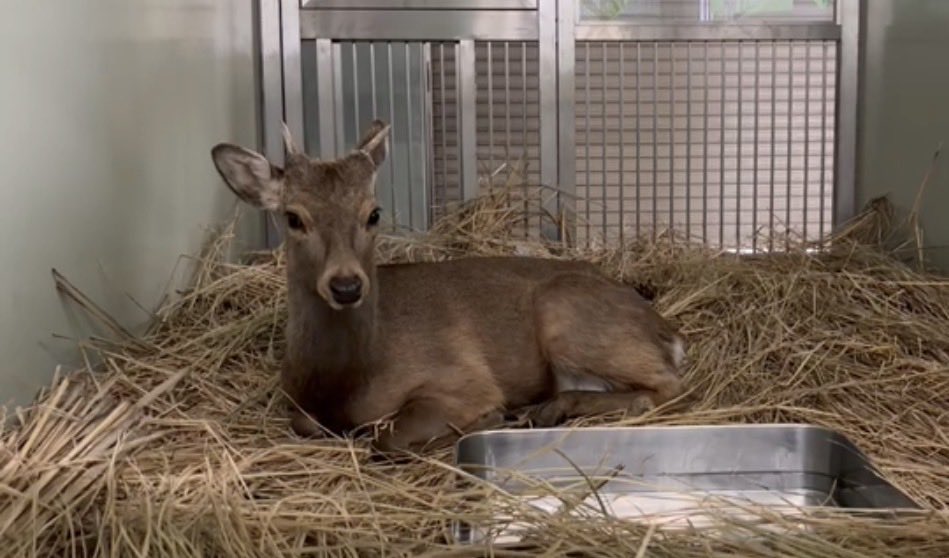25日在大阪市内捕获的一只鹿入住能势温泉。  X / 大阪市长横山英幸