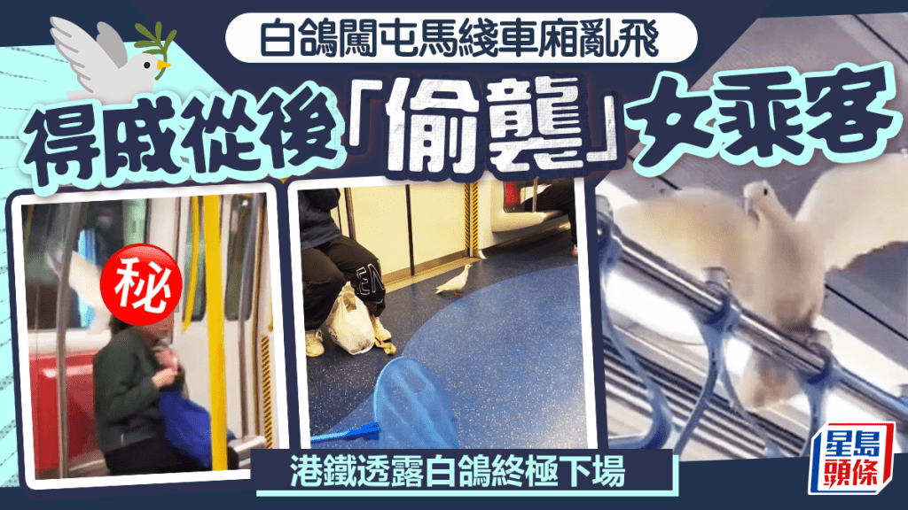 闖屯馬綫車廂亂飛 得戚偷襲女乘客 港鐵透露白鴿終極下場｜Juicy叮