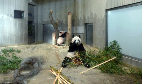 大熊貓香香於2017年12月19日首次在上野動物園亮相。