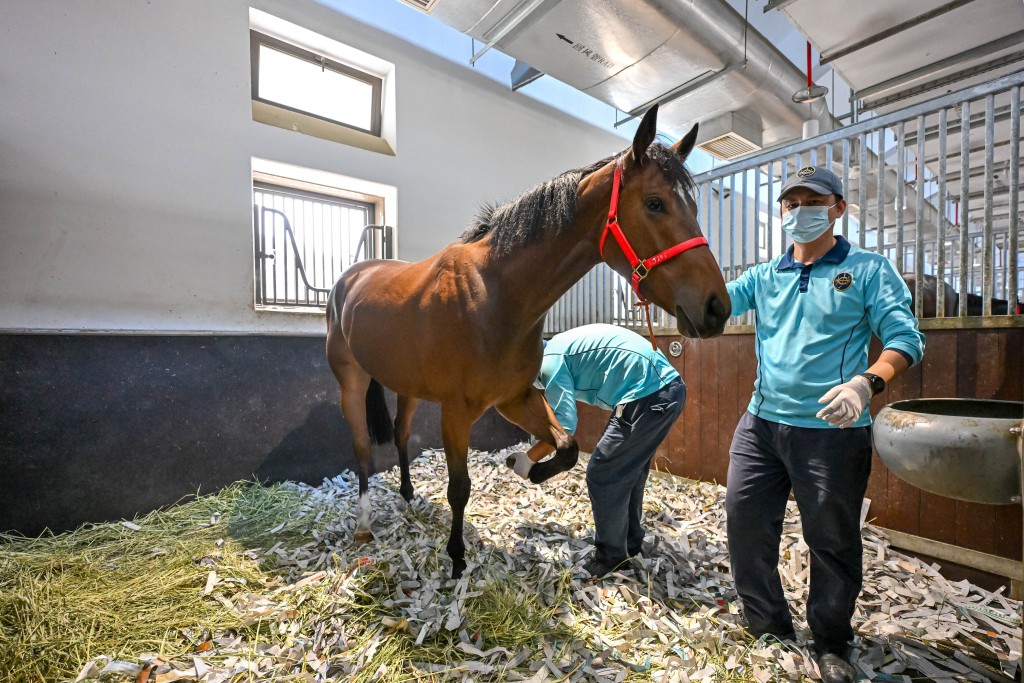 從化馬場馬房員工替馬匹清潔蹄鐵。 從化馬場馬房員工替馬匹清潔蹄鐵。