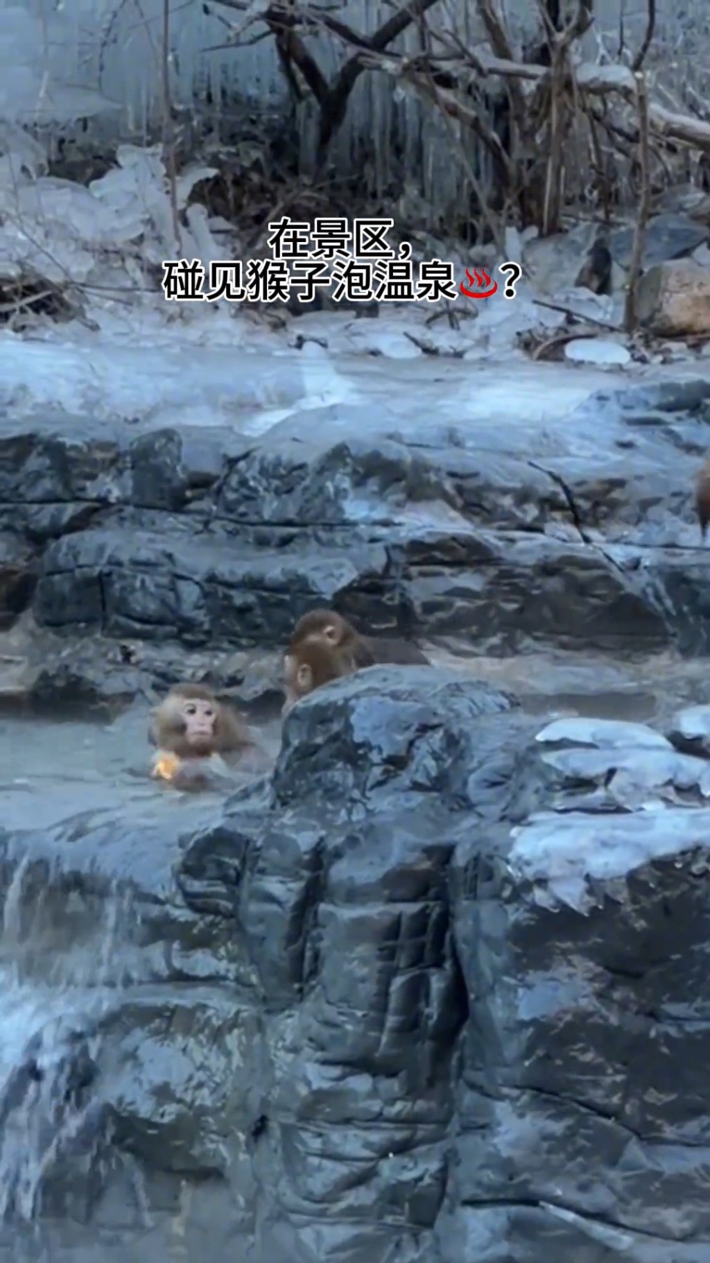 網民大讚猴子懂享受。 網民大讚猴子懂享受。