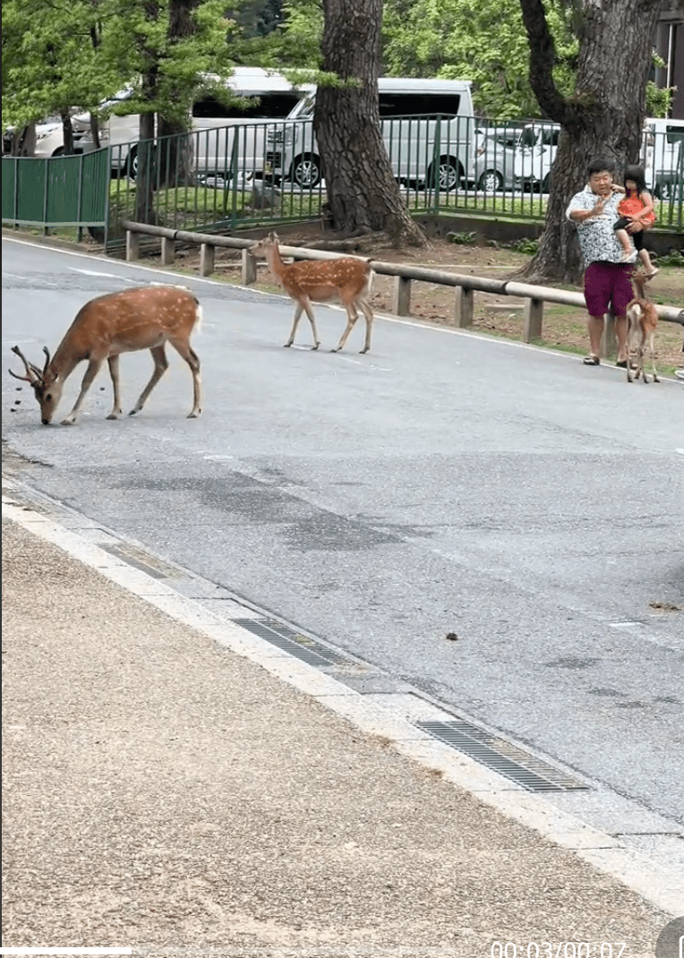 游客在奈良公园可与鹿近距离接触。TikTok@dearlife495奈良之鹿