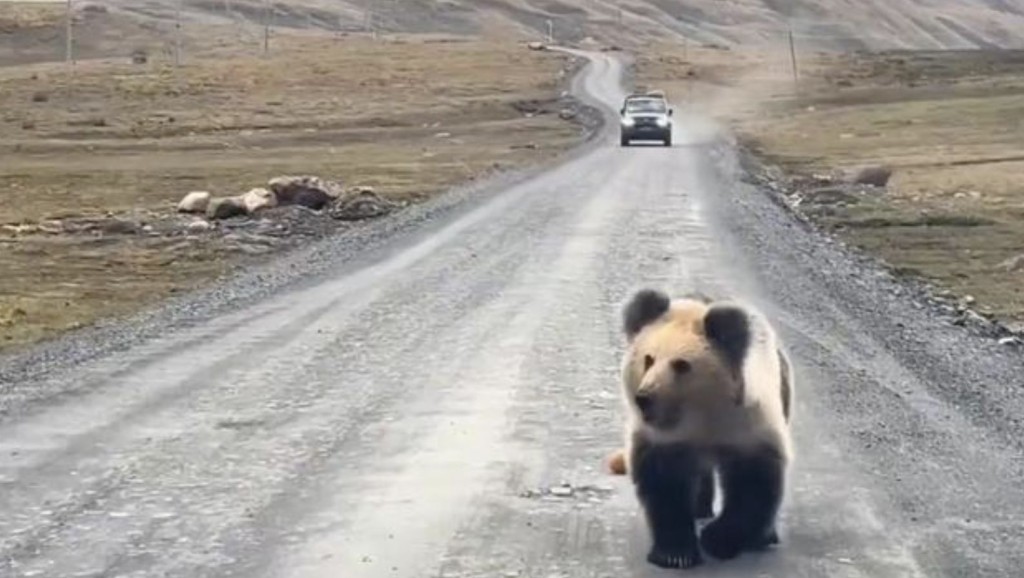 “藏马熊”在公路边出没。