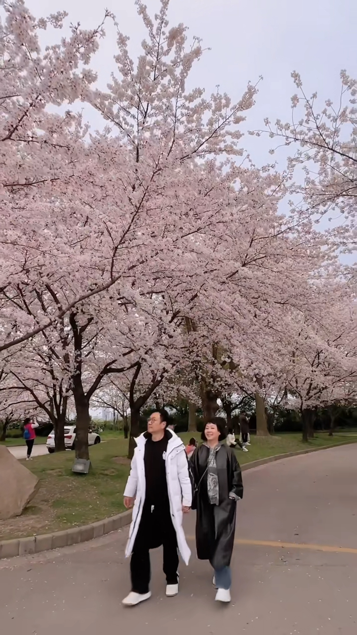 黎耀祥与太太Julia拖实手仔漫步樱花树下。
