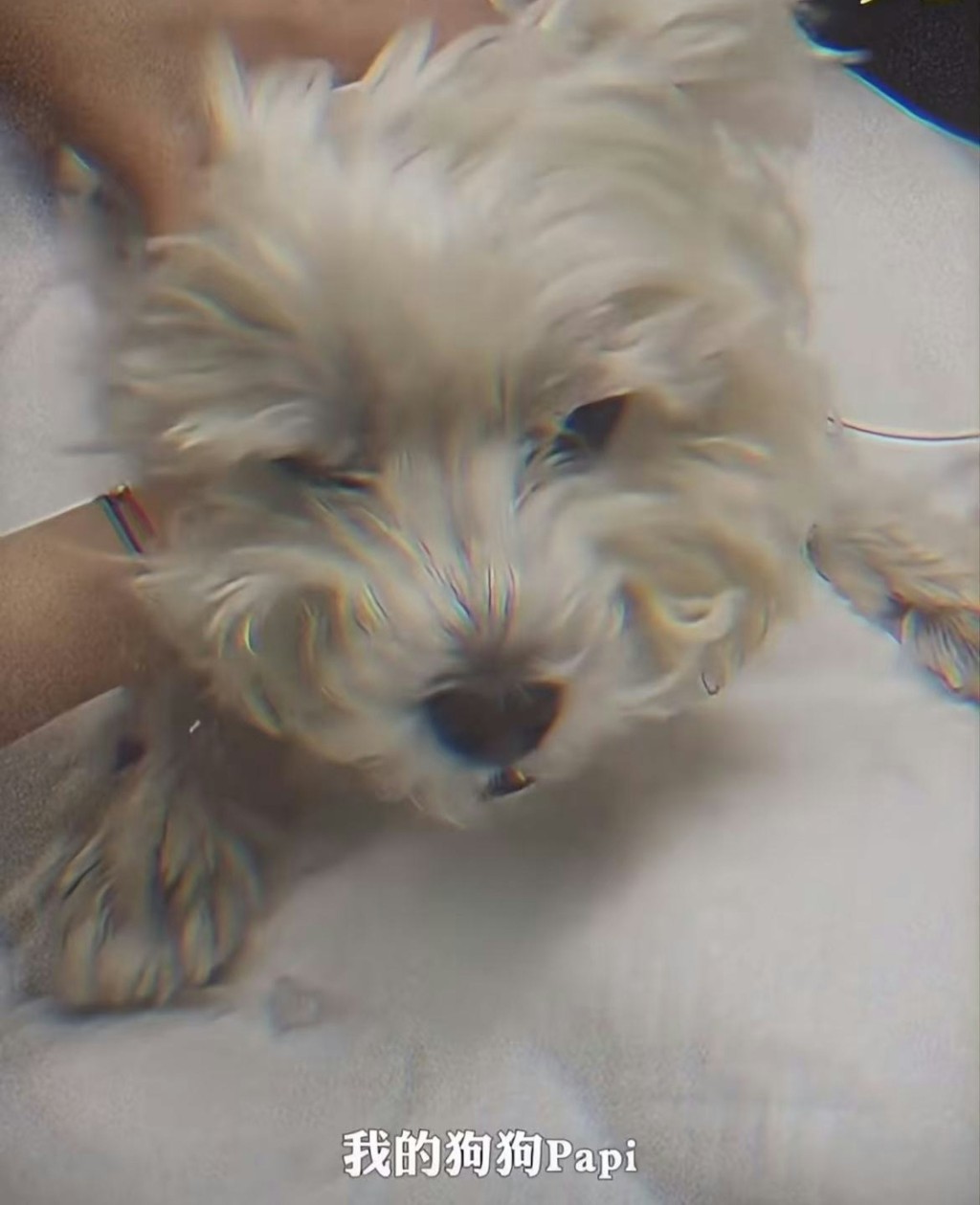 李女士(中)的愛犬被毒殺。小紅書 李女士(中)的愛犬被毒殺。小紅書