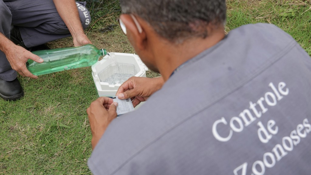 工作人員在巴西蘇扎諾戶外放置基因改造埃及伊蚊卵。 路透社
