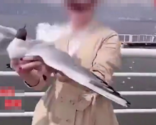 女子徒手捉住海鷗。影片截圖