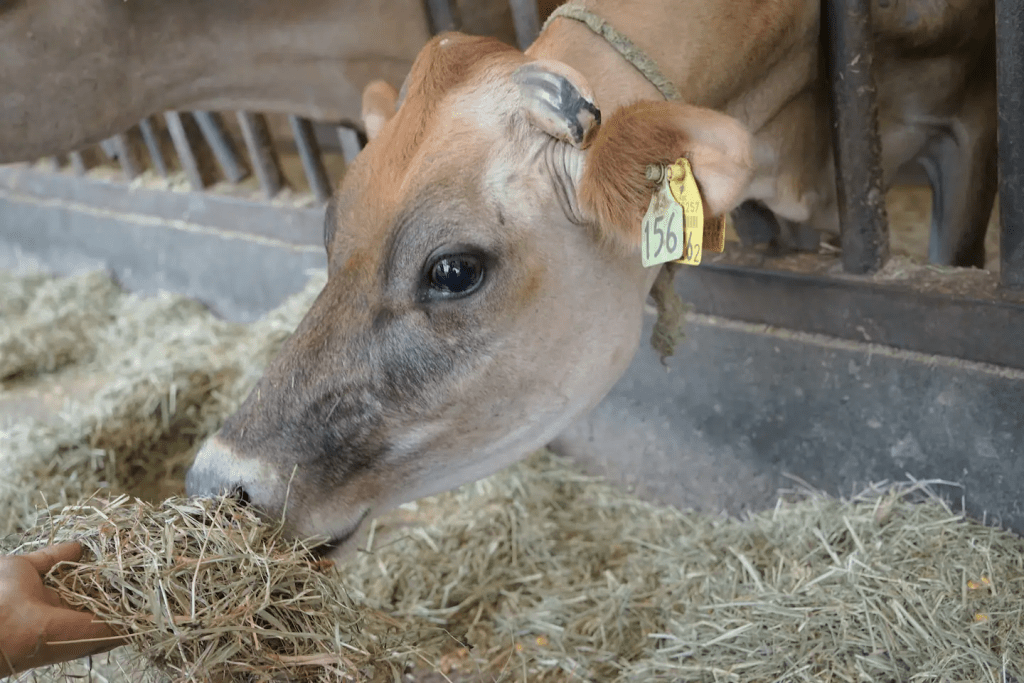 有機會可以親手餵飼牛隻（圖片來源：MUJI BASE KAMOGAWA）