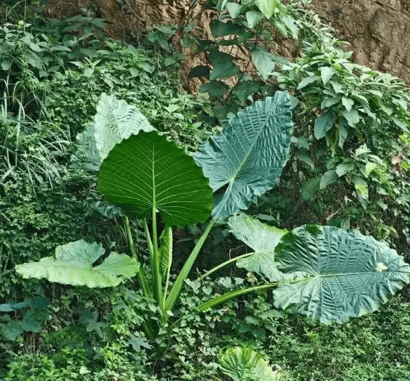 滴水观音内地分布广泛，见于北京、辽宁、山东、广东等多个省份的风景区内。