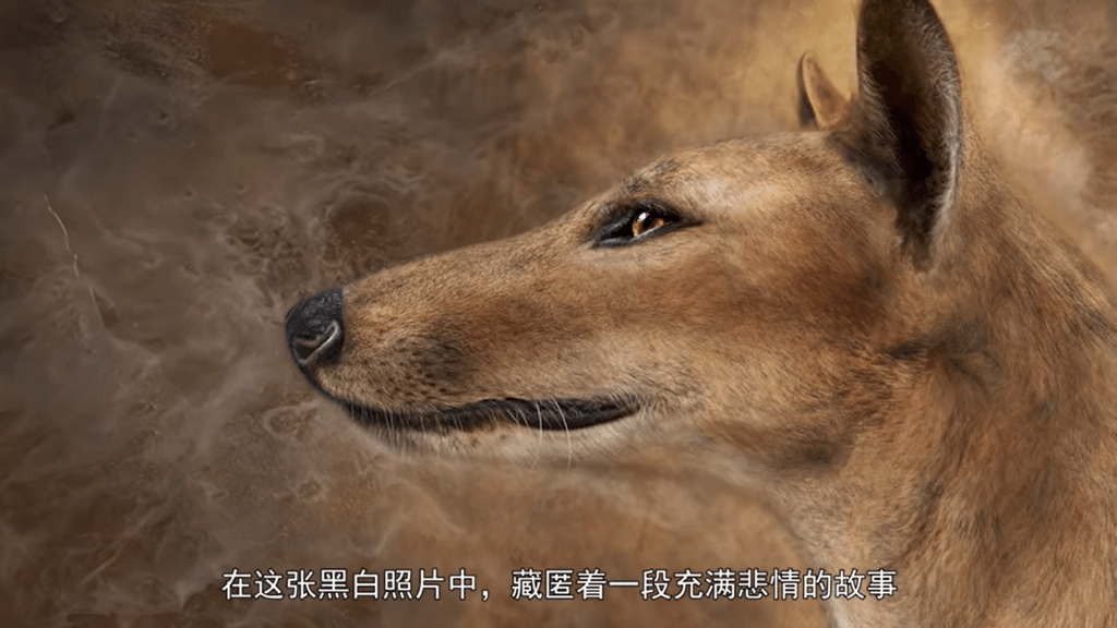 影片截图（YT：史上最冤的灭绝事件,塔斯马尼亚虎（袋狼）给野狗背黑锅，澳洲最大的食肉兽走向灭亡。）