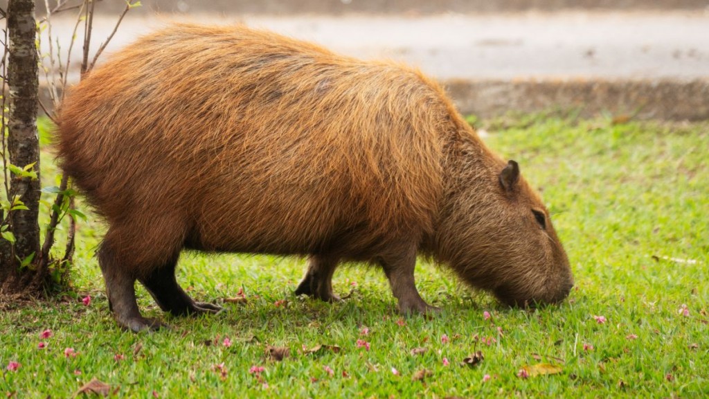 水豚是目前已知最大嚙齒類動物，由於外形可愛，性格溫順，深受人們喜愛。新華社