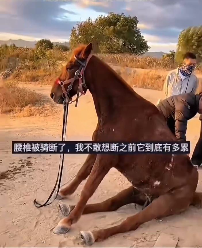 國慶景區疑遊客太多，傳小馬遭坐斷腰椎失救亡。
