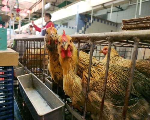 烏克蘭頓涅茨克州爆發高致病性H5N8禽流感,本港停止進口當地禽類產品。資料圖片
