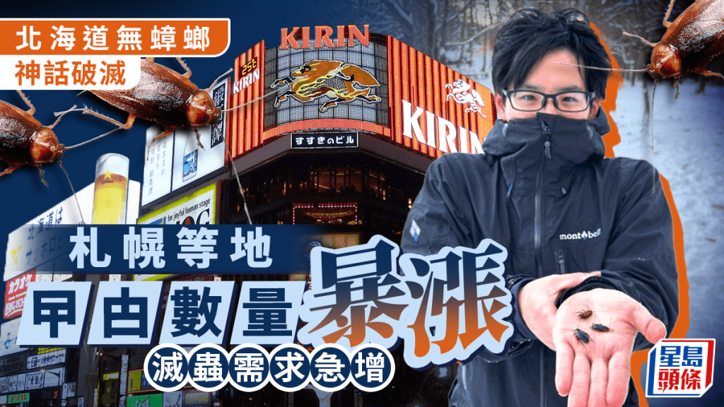 遊日注意 | 北海道沒蟑螂神話破滅 札幌等地「小強」數量暴增