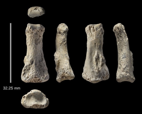 考古學家近日在阿拉伯半島發現，據稱是8萬5千年前的人類手指骨化石。
