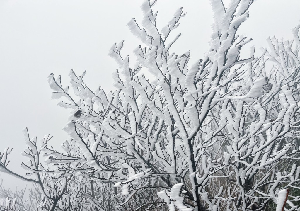粵北山區金子山出現冰掛。微博@清遠天氣