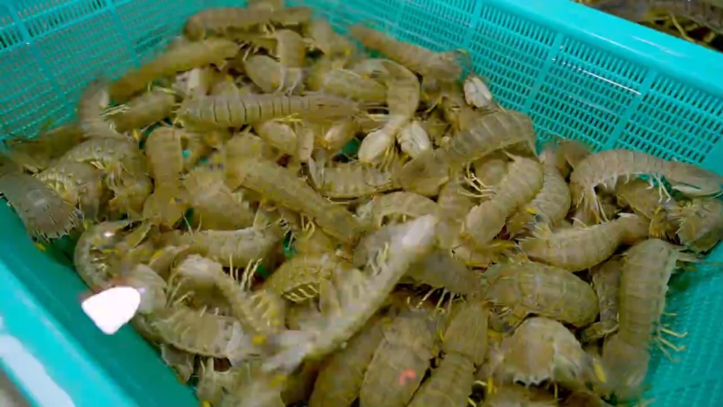 虎门新湾海鲜市场内的海鲜种类繁多。