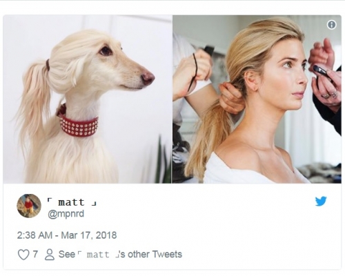 不少網民覺得貴氣狗狗側面似第一千金伊萬卡。網圖