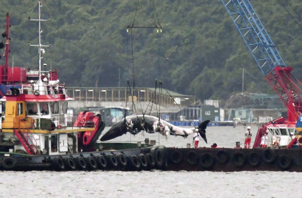 7月中在西貢水面出沒的布氏鯨，月底被發現已死亡，屍體由躉船運走。資料圖片