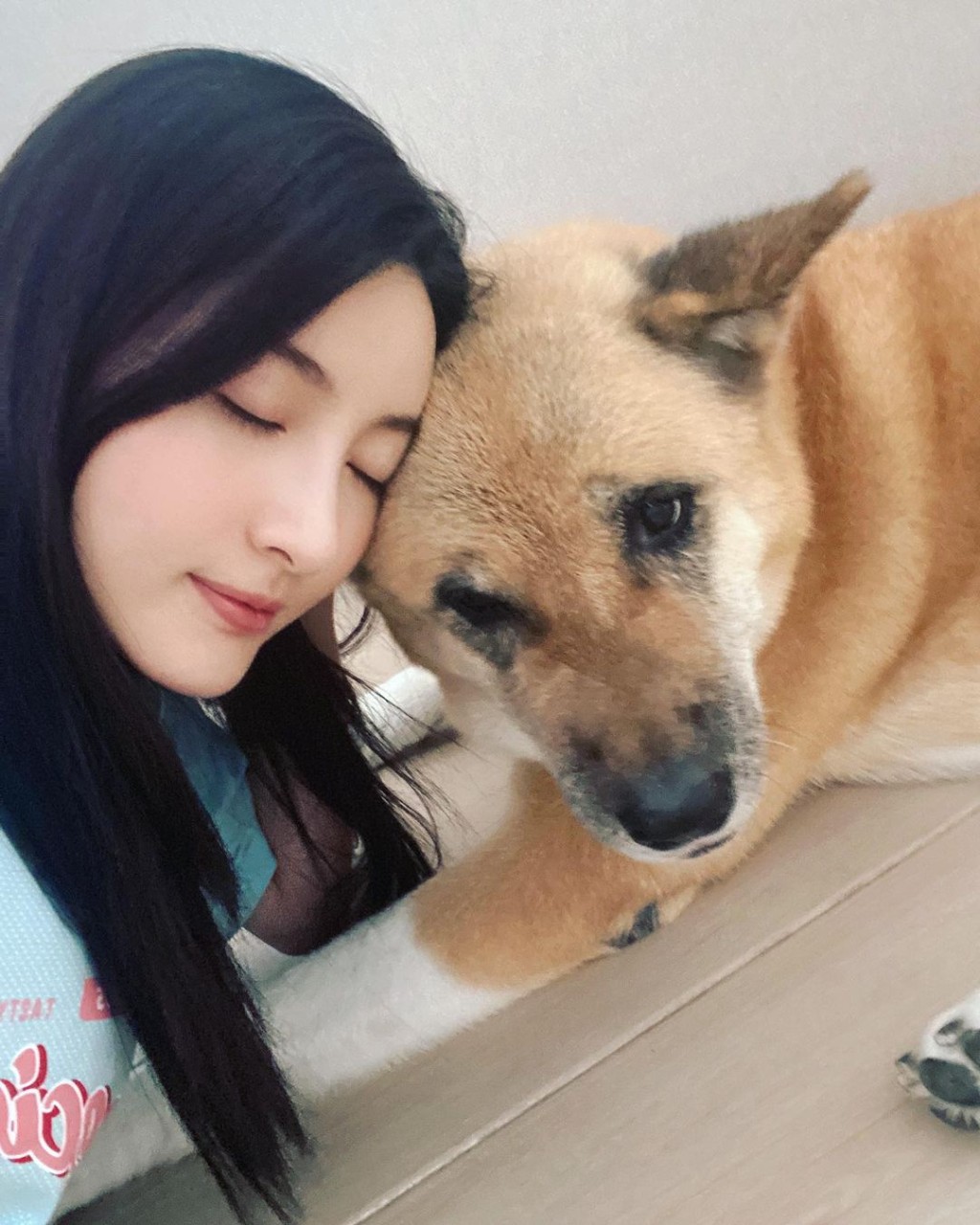 「金豬」是三隻愛犬中年紀最大,近日發現患上癌症。