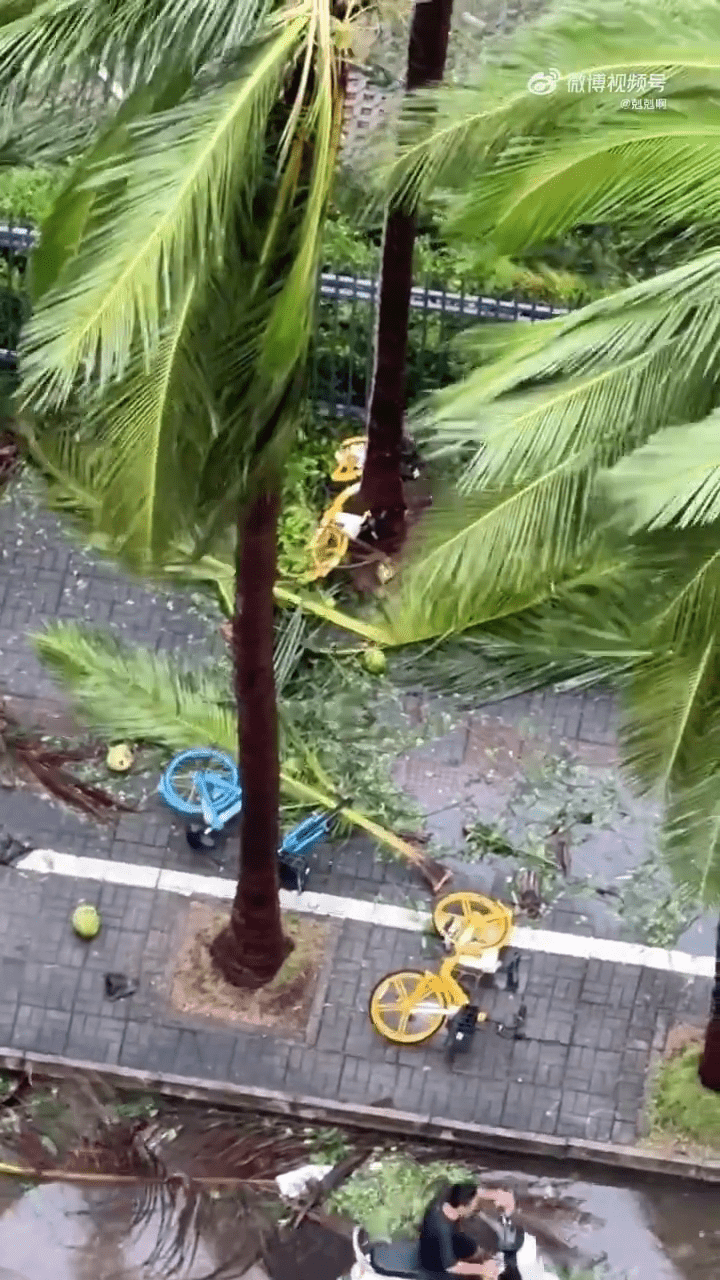 台风过境后，有市民在路边捡椰子。