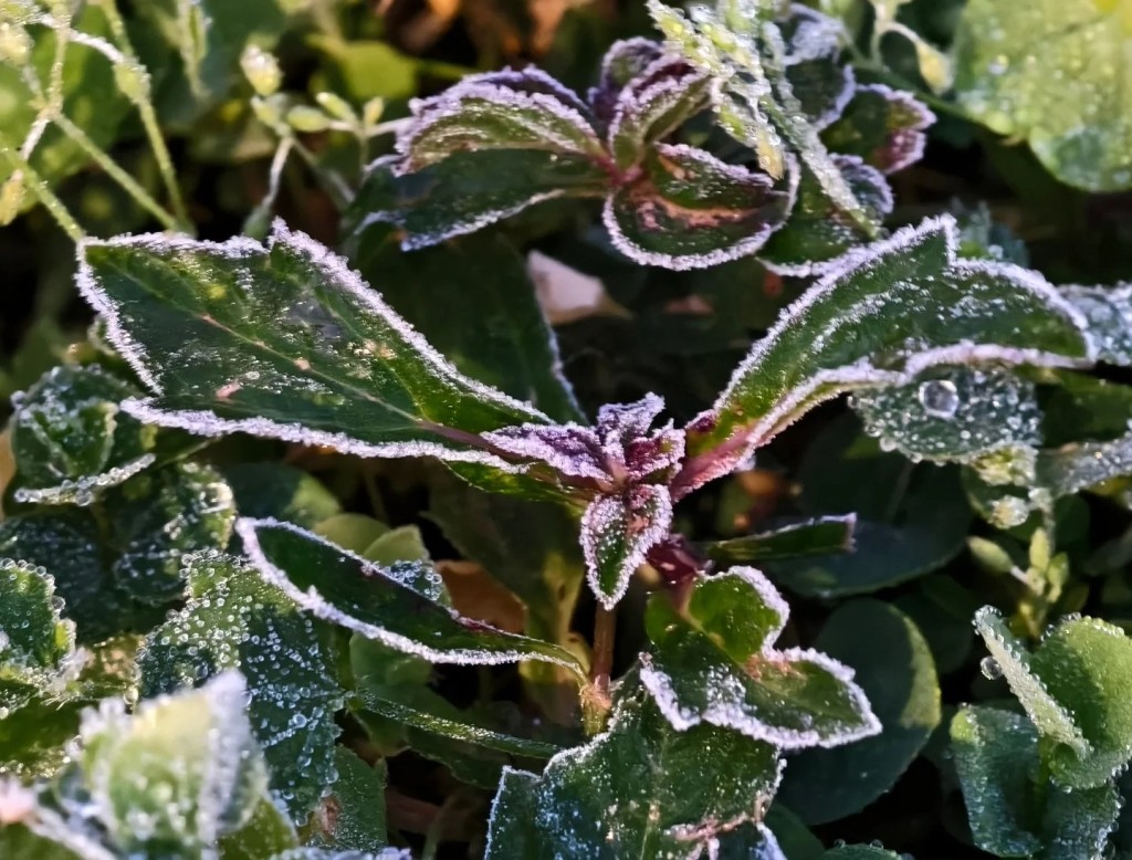 攝：Kwok Yee Shan / 2026年1月8日 / 粉嶺丹竹坑@天文台FB圖片