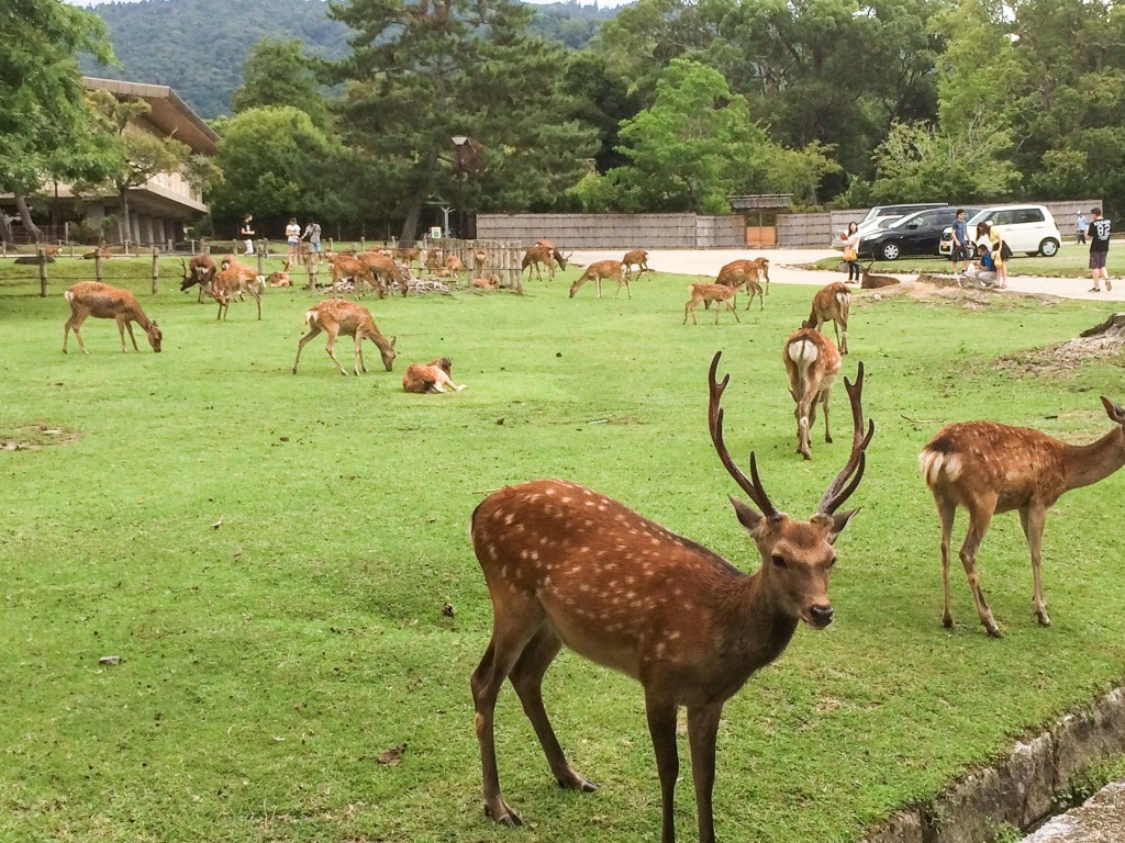 奈良還有其他玩樂地點，如東大寺、春日大社等觀光景點遊覽，又或以餵小鹿為樂。