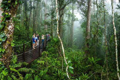 海南的熱帶雨林森林。